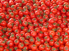 Ultimate Tomato Guide Click Here!